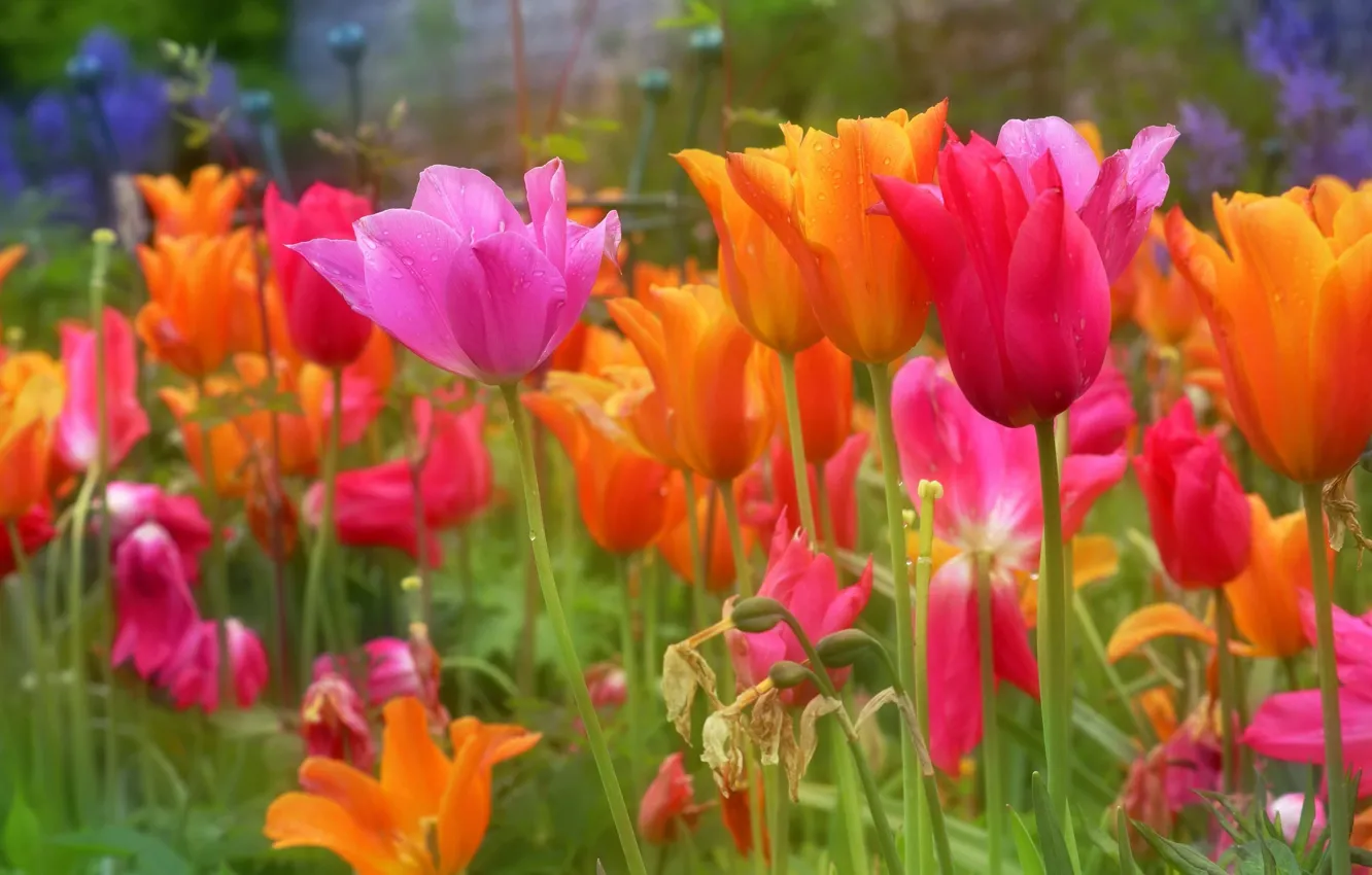 Photo wallpaper drops, flowers, orange, bright, spring, stem, tulips, pink