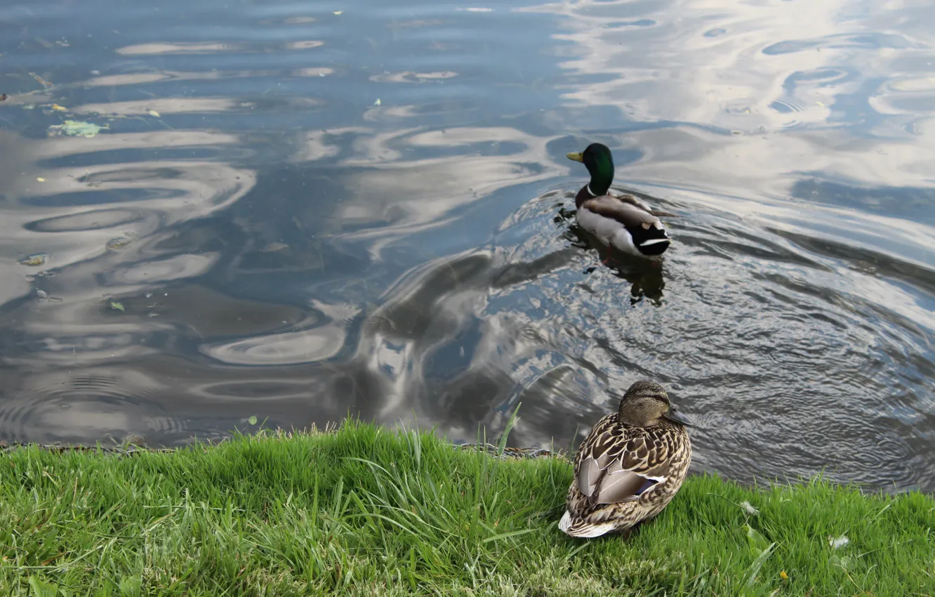 Photo wallpaper water, lake, mallard ducks