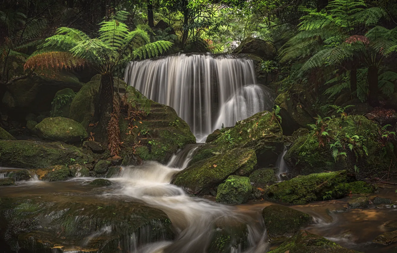 Photo wallpaper forest, stream, stones, waterfall, moss, Australia, panorama, river