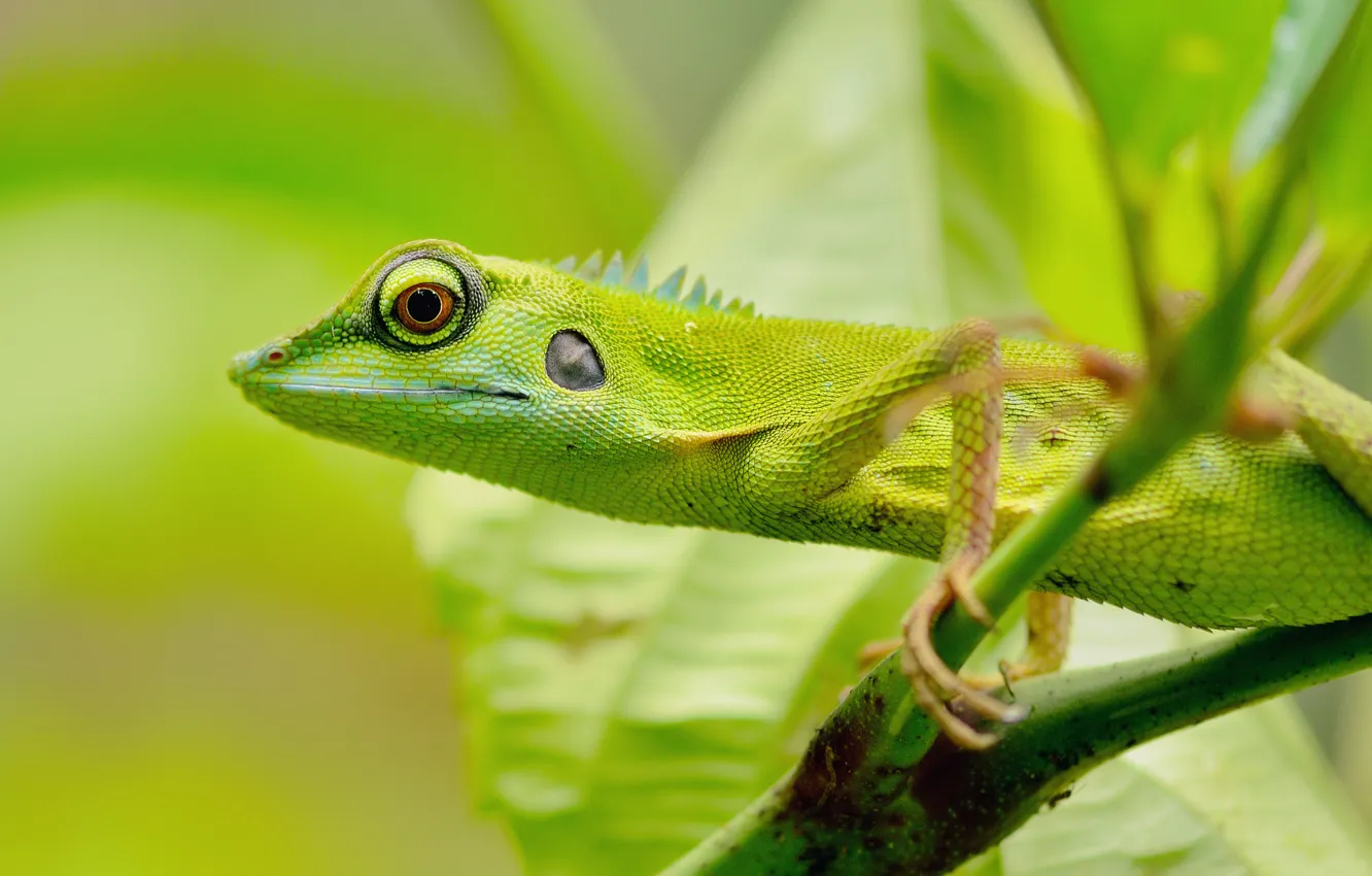 Photo wallpaper greens, eyes, lizard