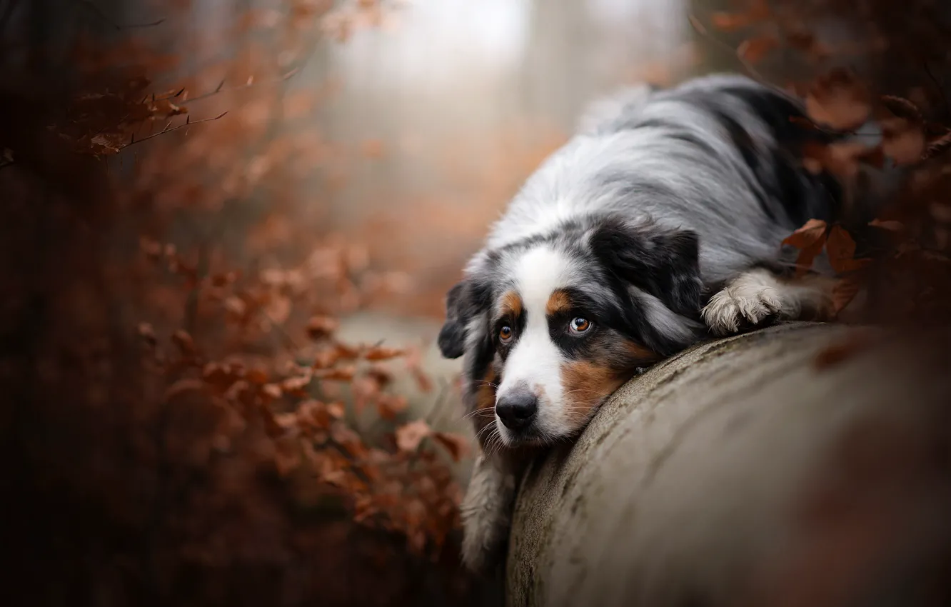Photo wallpaper autumn, look, dog, log, Australian shepherd, Aussie