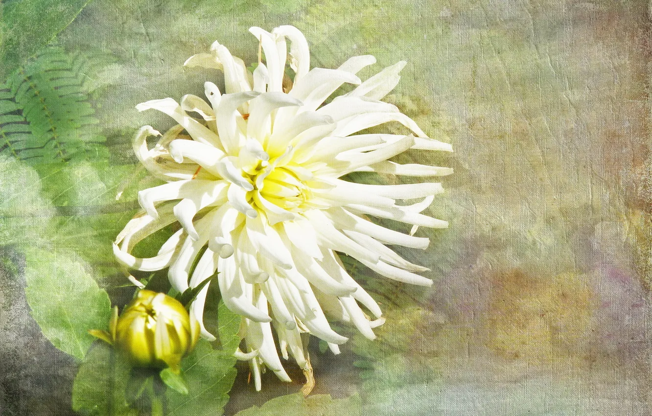 Photo wallpaper flower, style, texture