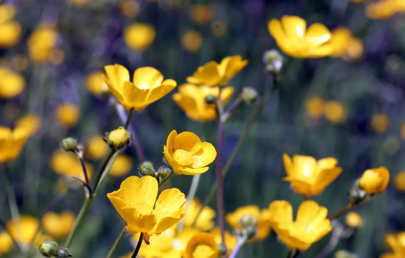 Photo wallpaper flowers, nature, spring