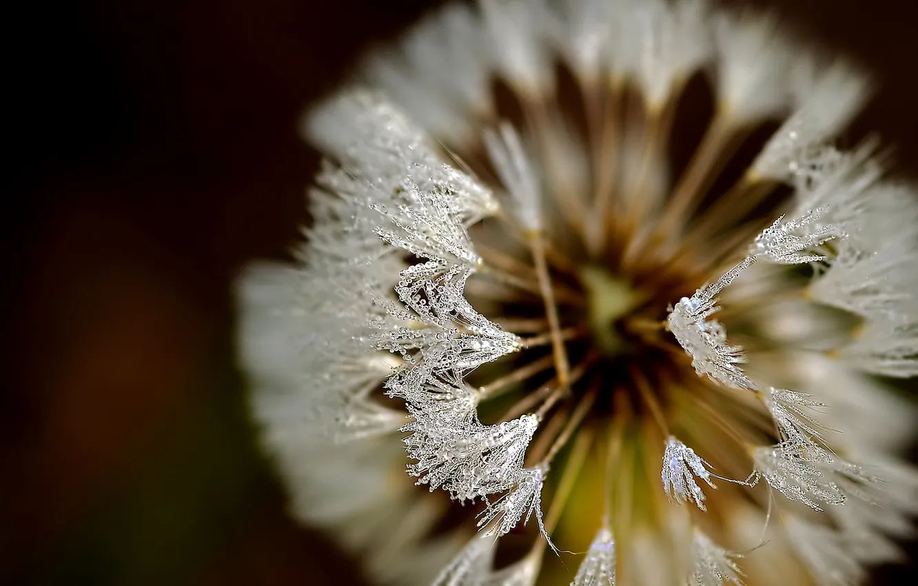 Photo wallpaper flower, drops, dandelion, fluff, fuzzes
