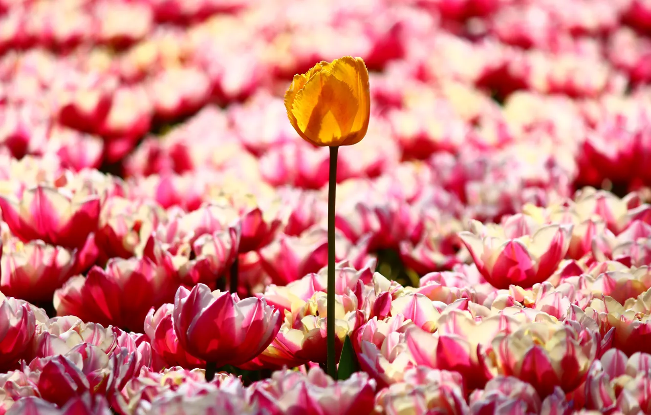 Photo wallpaper field, light, flowers, yellow, bright, spring, garden, tulips