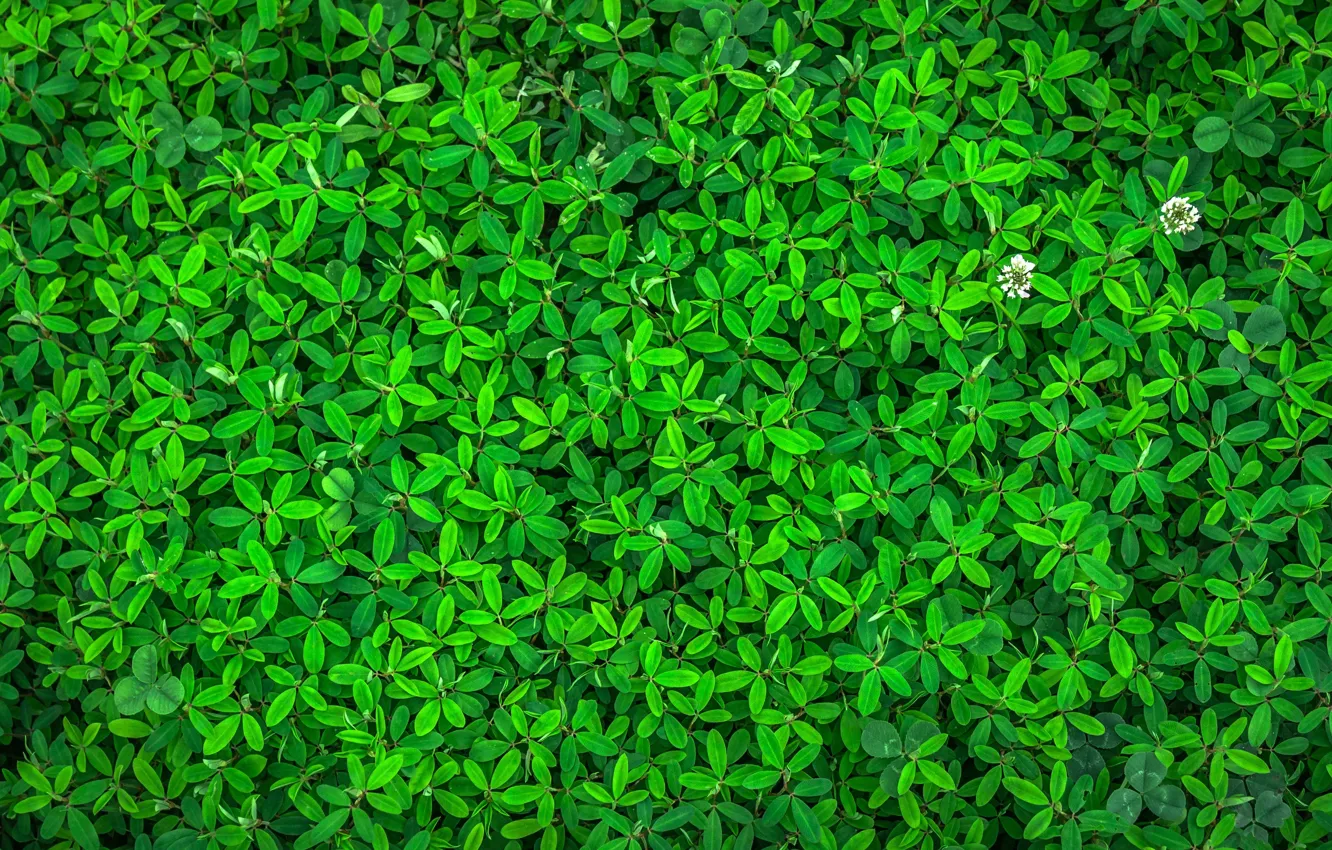 Photo wallpaper leaves, nature, green, leaf, plant, flora, by Pixabay, Green Leaf Plant