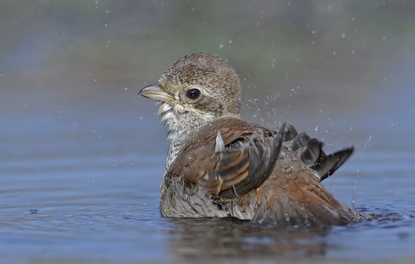 Photo wallpaper water, drops, bird, DUELL ©