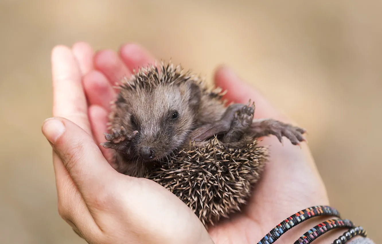 Photo wallpaper background, hands, hedgehog