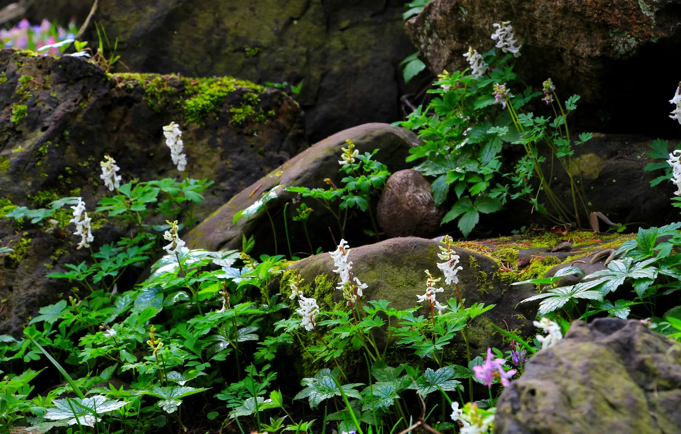 Photo wallpaper flower, stones, plant
