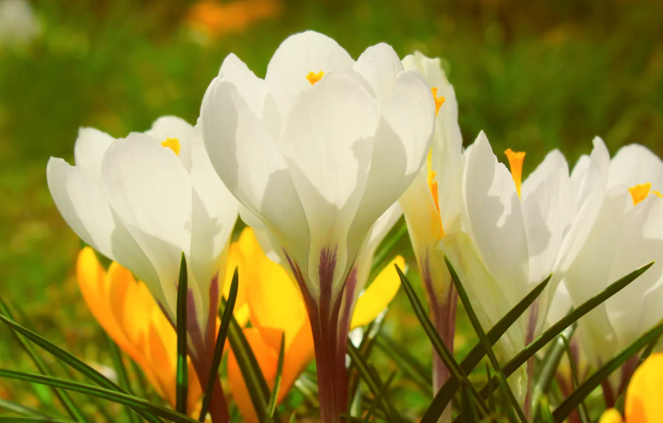 Photo wallpaper white, flower, crokus