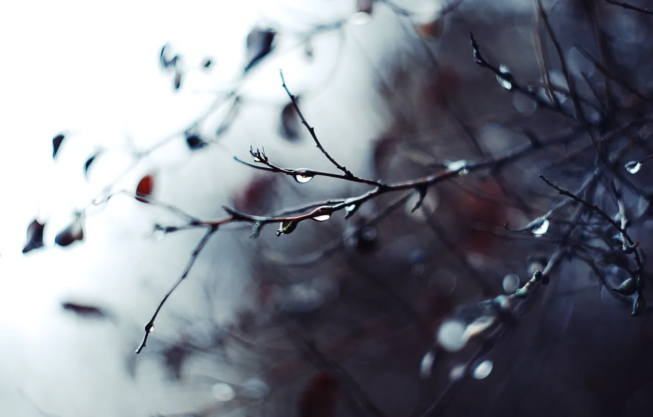 Photo wallpaper drops, macro, branches, photo, background, rain, branch, Wallpaper