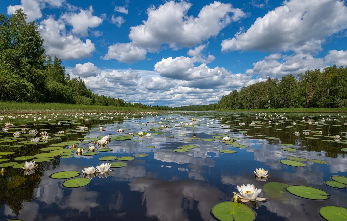 Photo wallpaper greens, forest, the sky, water, clouds, trees, Lily, photographer Roman Goryachy