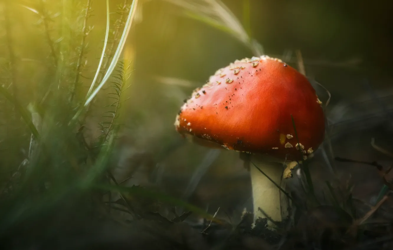 Photo wallpaper grass, nature, mushrooms, mushroom