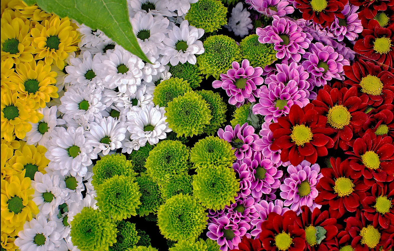 Photo wallpaper colorful, chrysanthemum, a lot