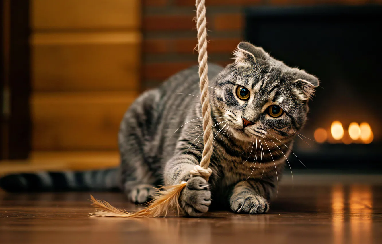 Photo wallpaper cat, cat, look, lights, pose, the dark background, grey, wall