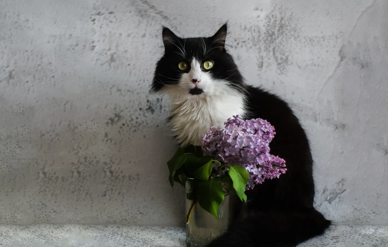 Photo wallpaper cat, cat, look, face, flowers, glass, pose, background