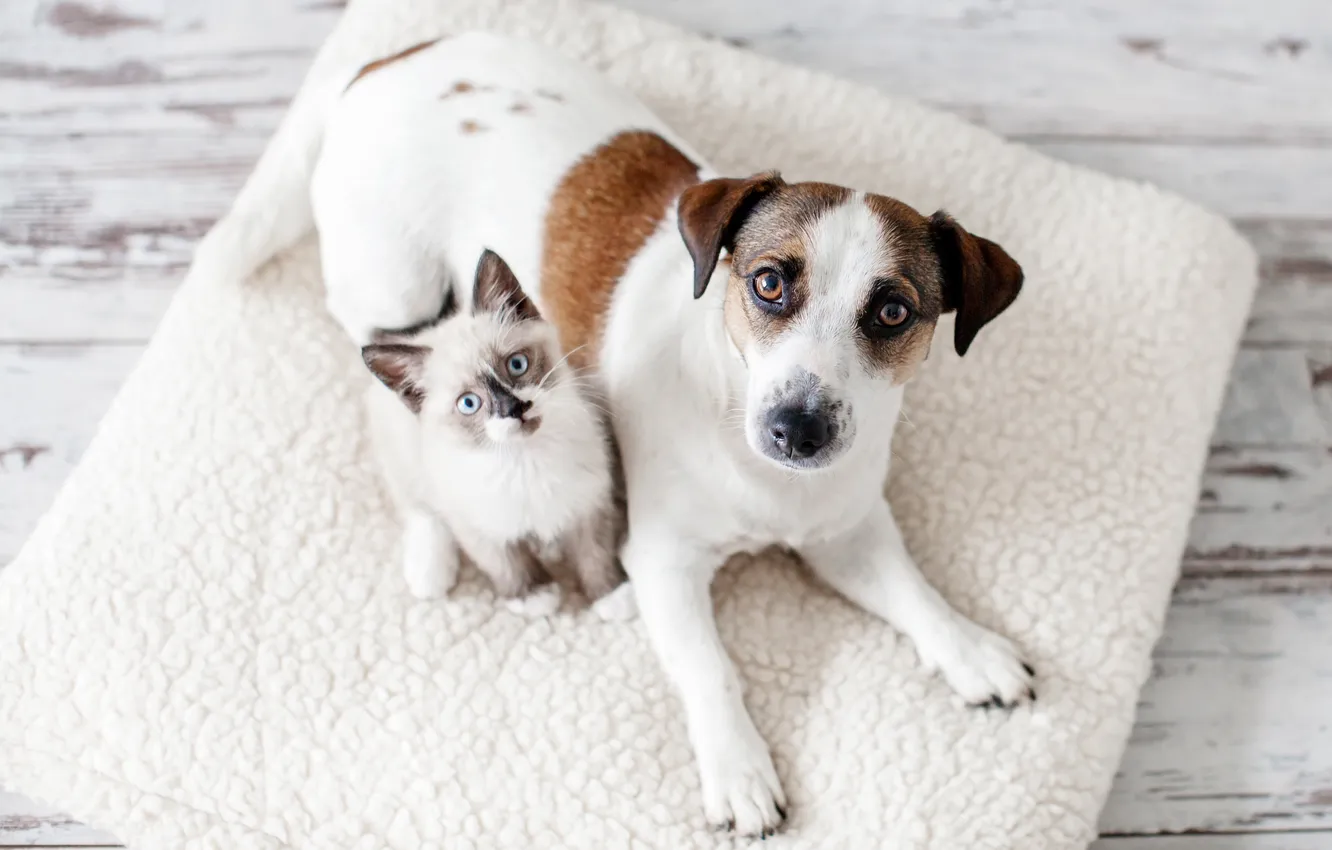 Photo wallpaper cat, white, look, pose, together, dog, floor, lies