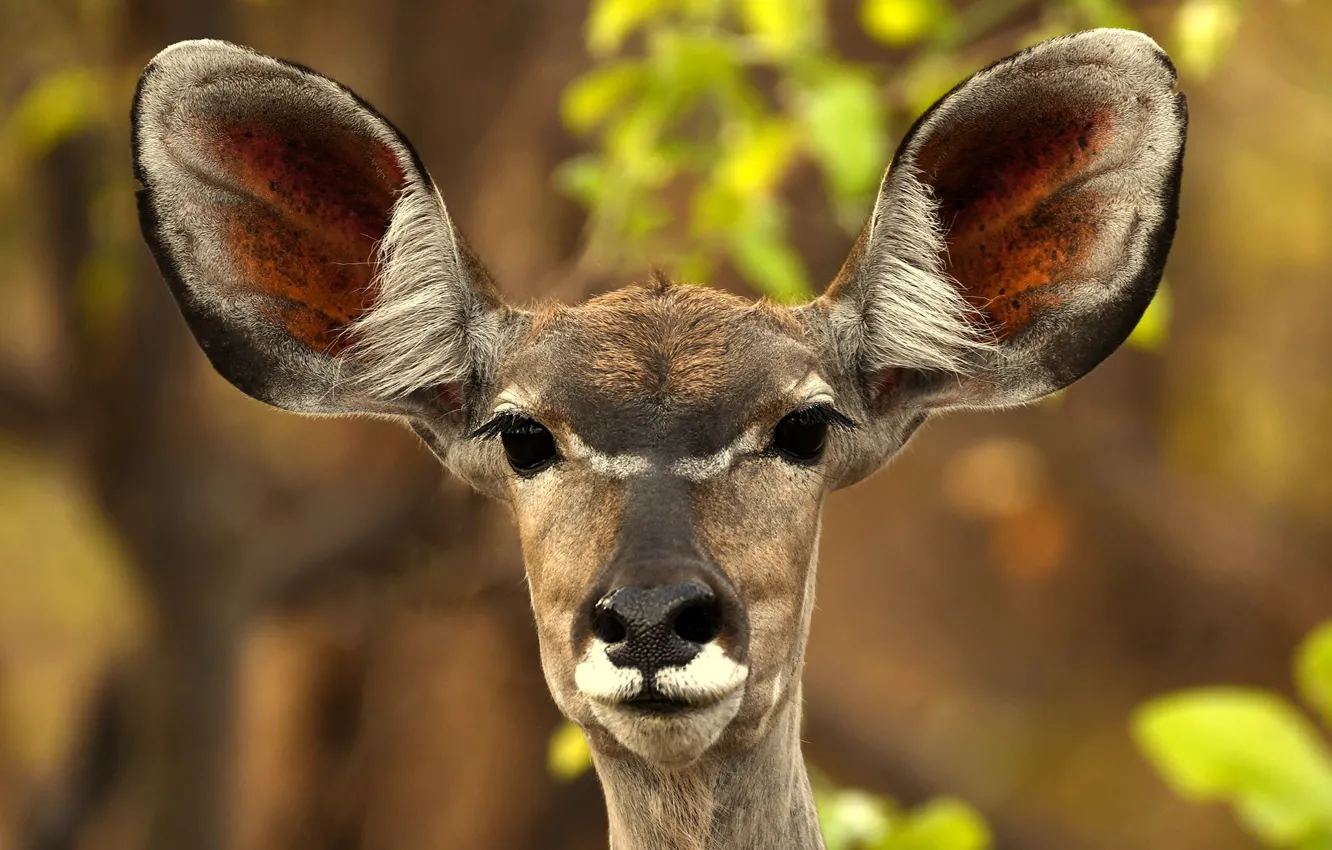 Photo wallpaper face, background, portrait, ears, bokeh, antelope, Zambia, The kud