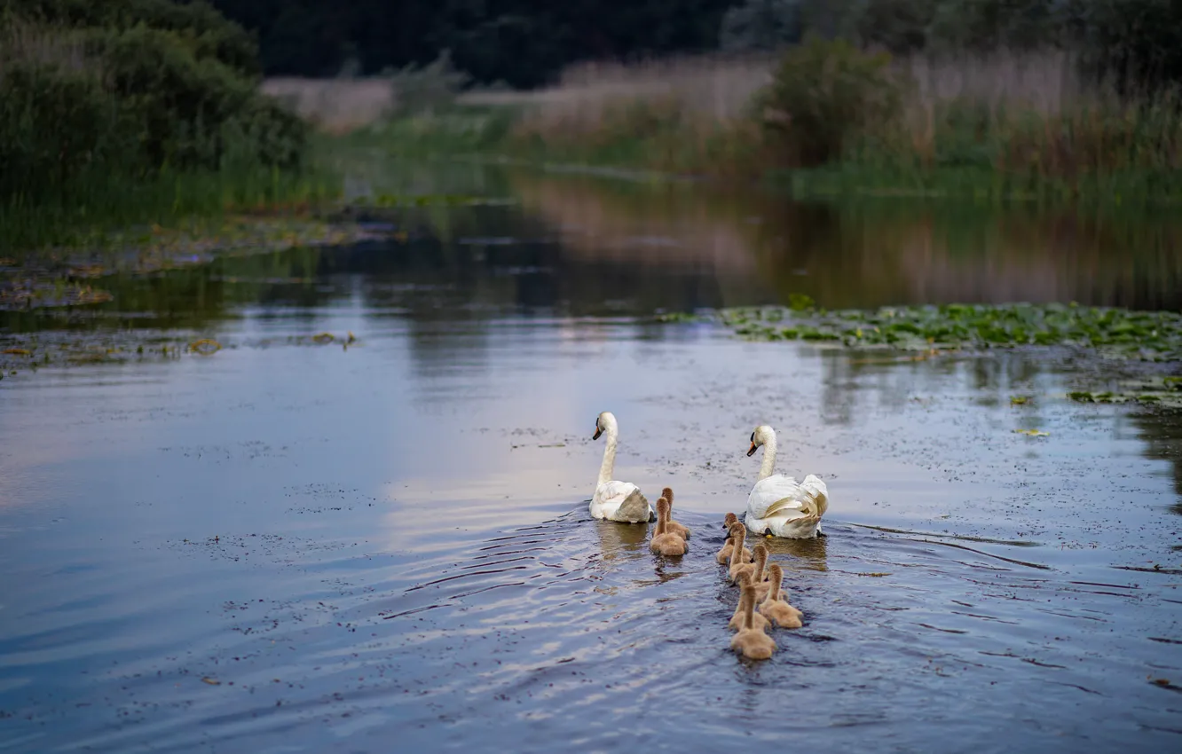Photo wallpaper bird, swans, Chicks, pond, family, brood