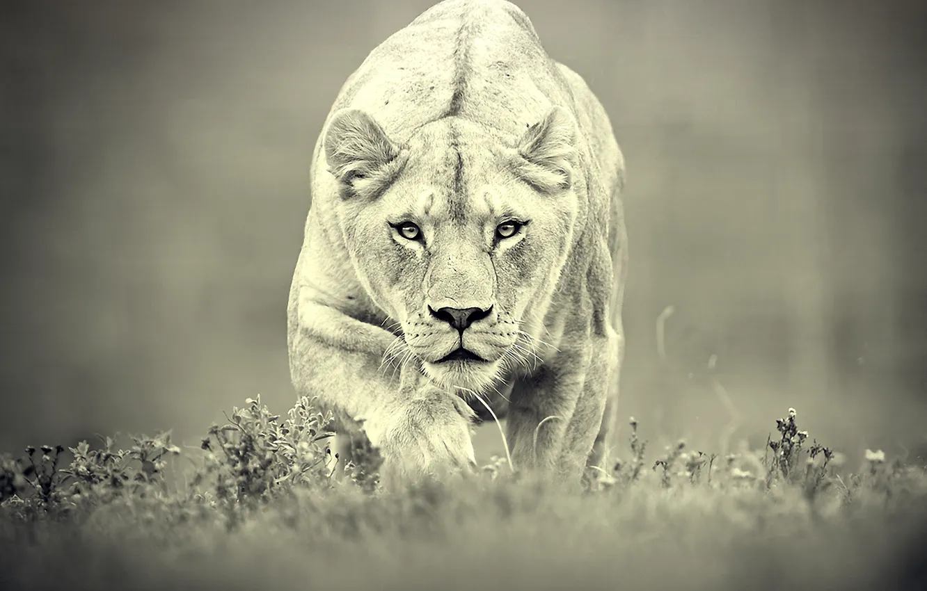 Photo wallpaper predator, hunting, lioness