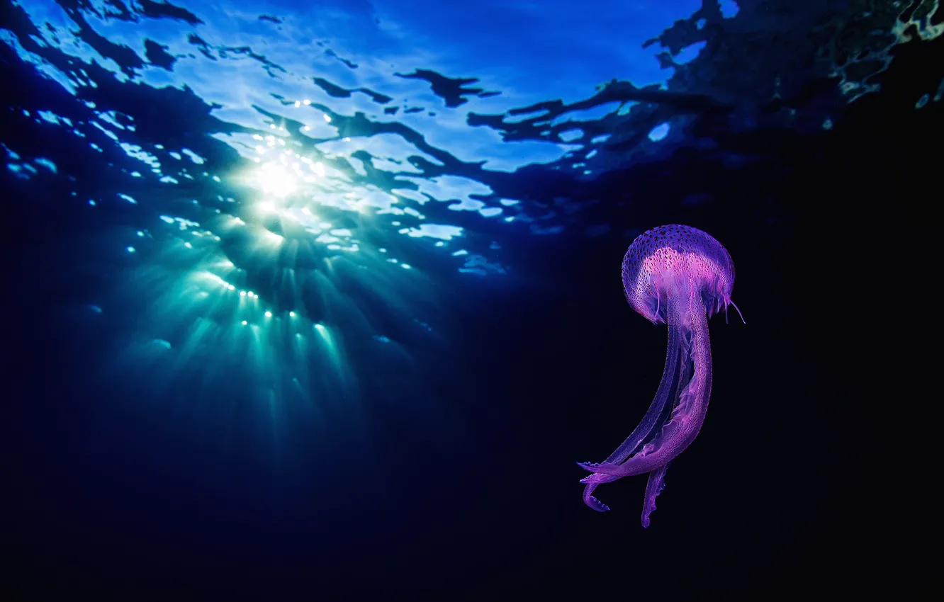 Photo wallpaper jellyfish, the dark background, underwater world, sea