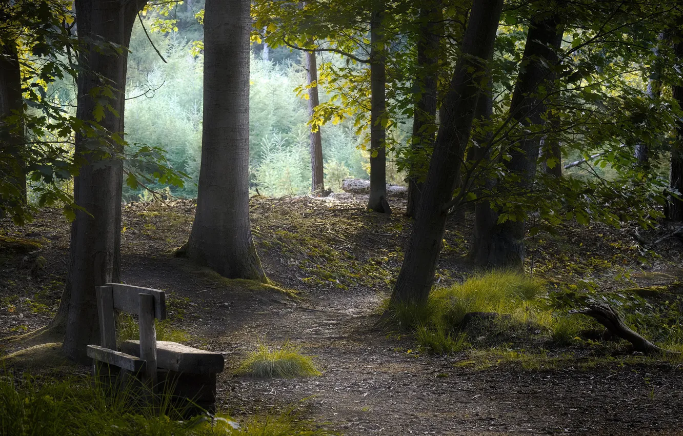 Photo wallpaper road, Park, bench
