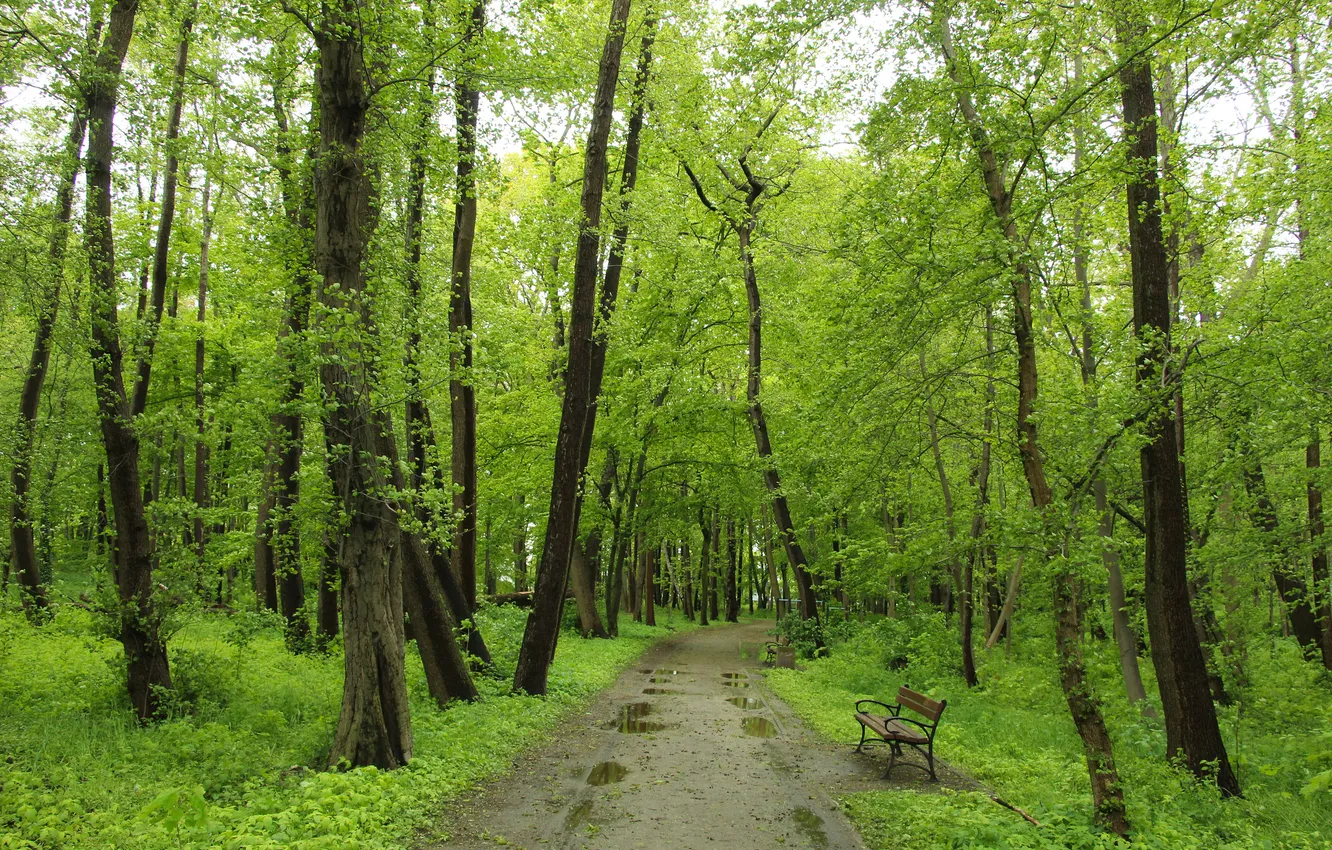 Photo wallpaper road, park, tree, alley