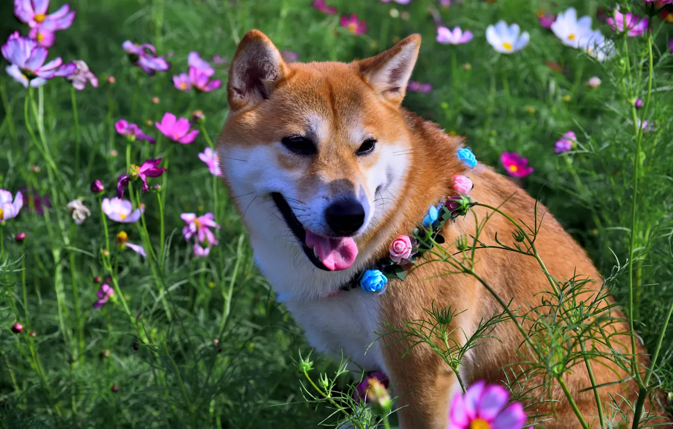Photo wallpaper field, flowers, nature, animal, dog, dog, kosmeya, Shiba inu