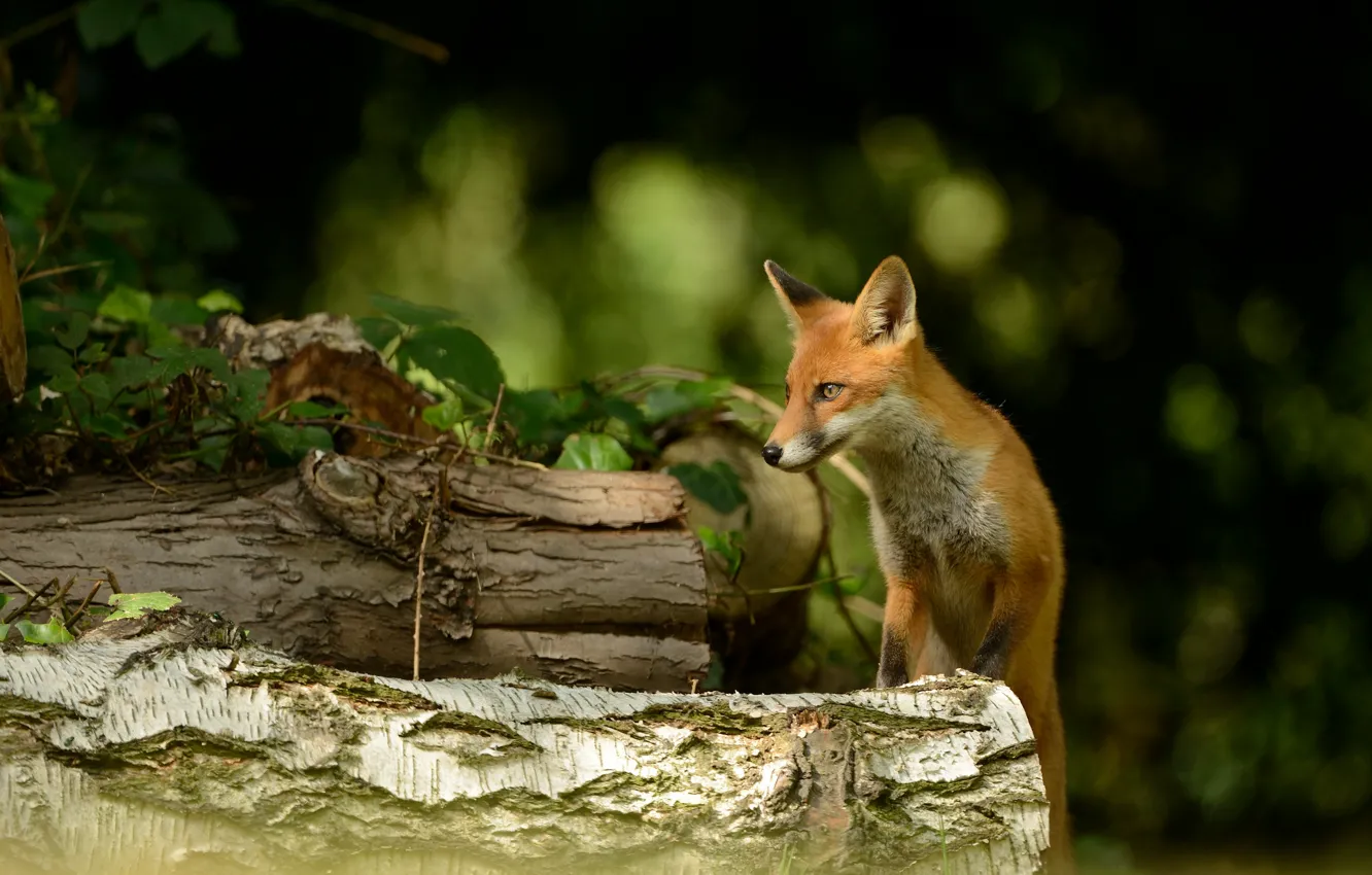 Photo wallpaper nature, animal, Fox, log, Fox