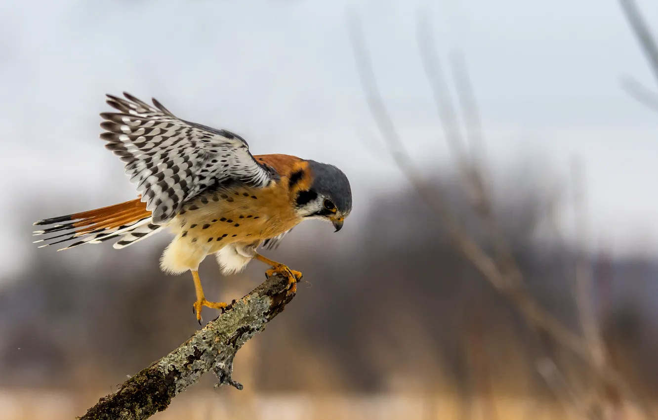 Photo wallpaper eyes, wings, beak, hunting, bokeh, Kestrel, branch