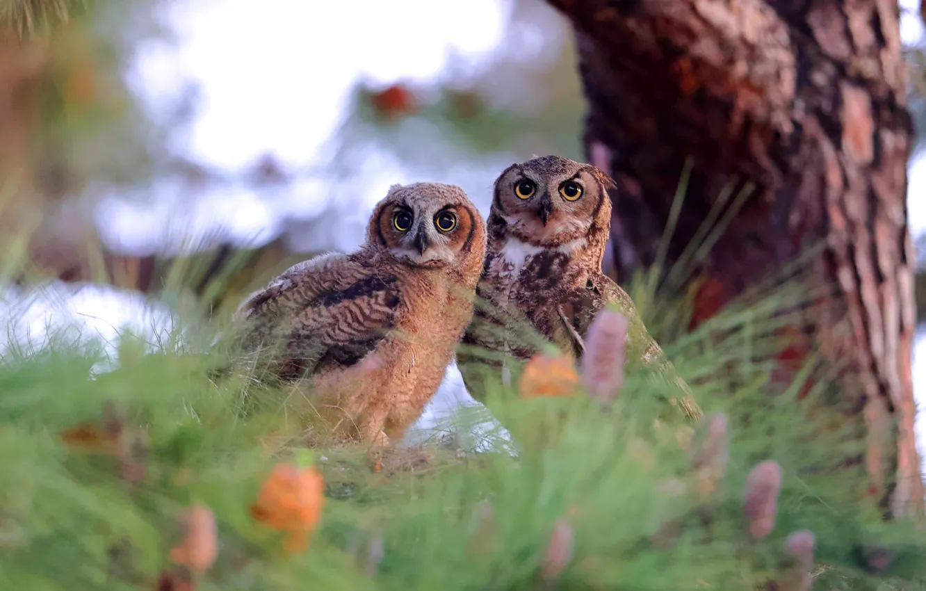Photo wallpaper trees, bird, a couple, two owls, needles, owl, nature