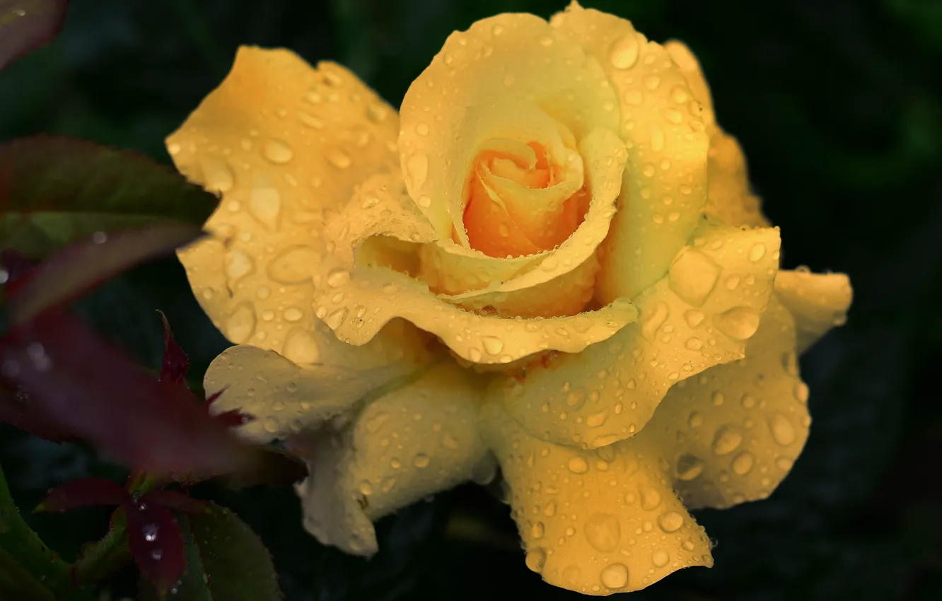 Photo wallpaper flower, drops, macro, the dark background, rose, yellow