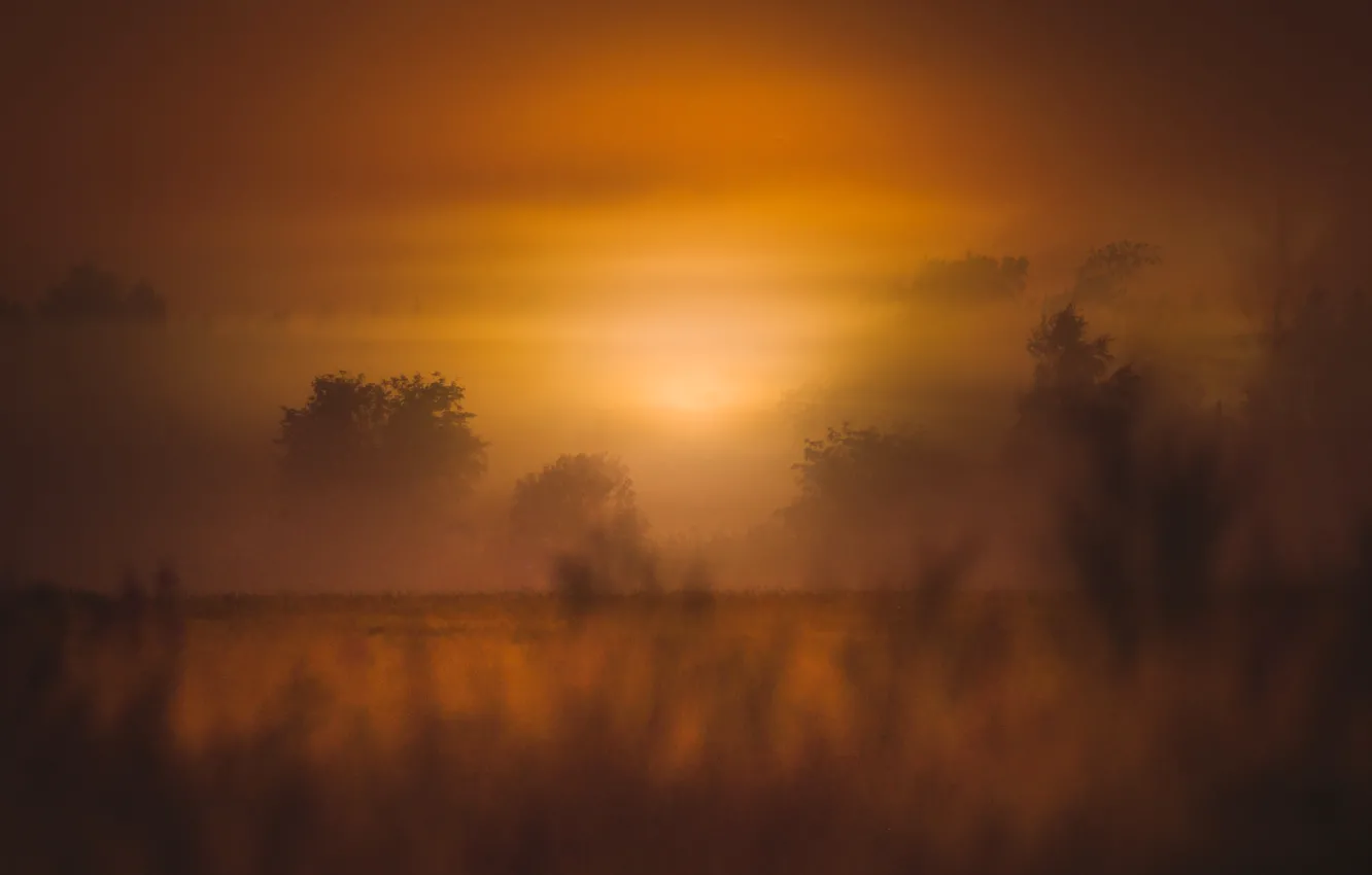 Photo wallpaper field, trees, sunset, fog, the evening, meadow