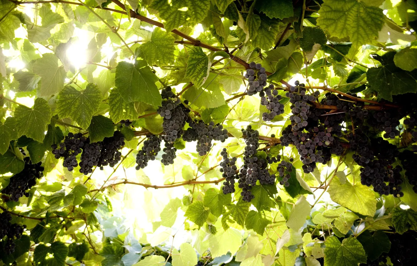 Photo wallpaper leaves, grapes, brush, vine