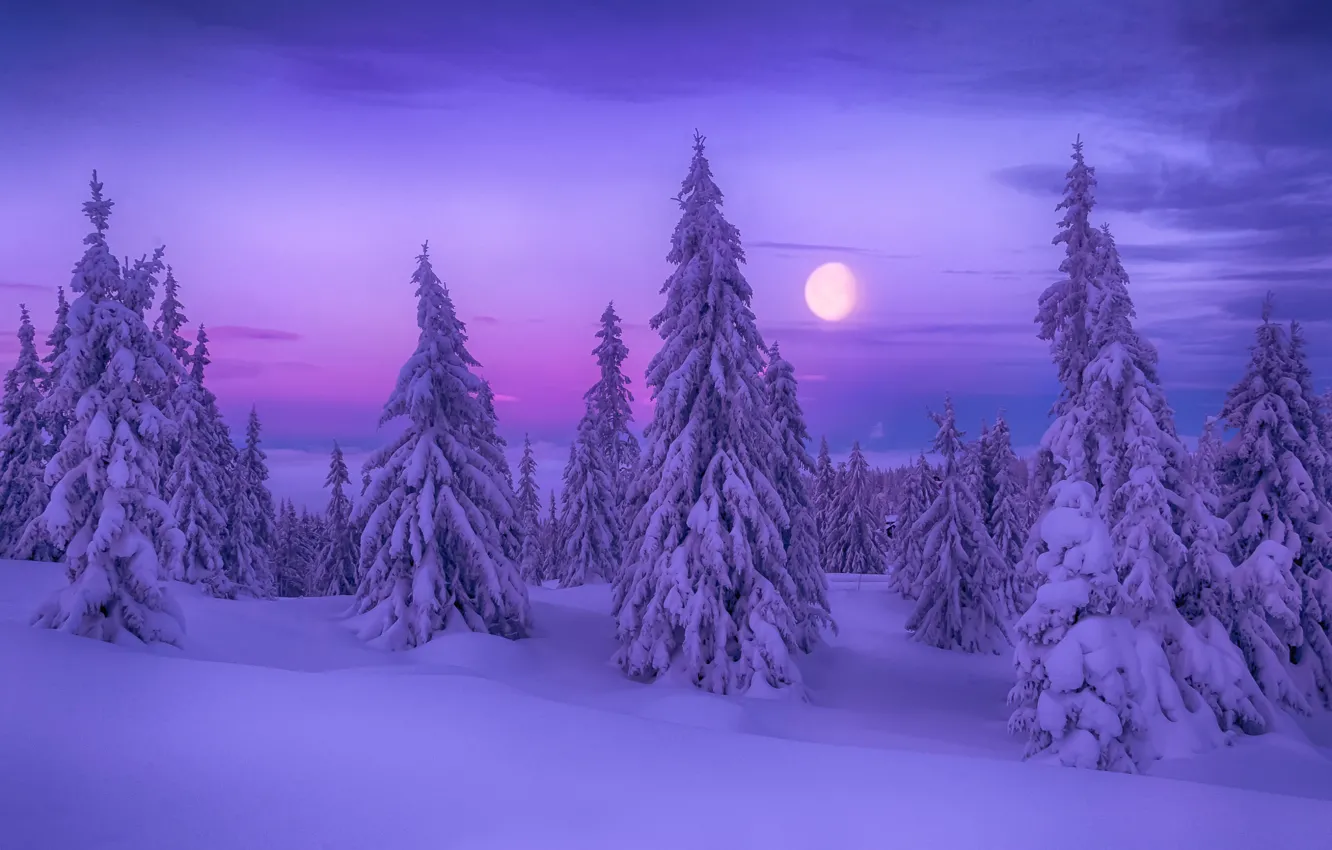 Photo wallpaper winter, snow, tree, Winter Dream
