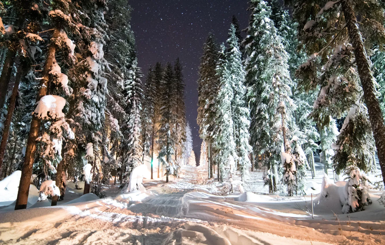 Photo wallpaper winter, forest, snow, night, forest, night, winter, snow