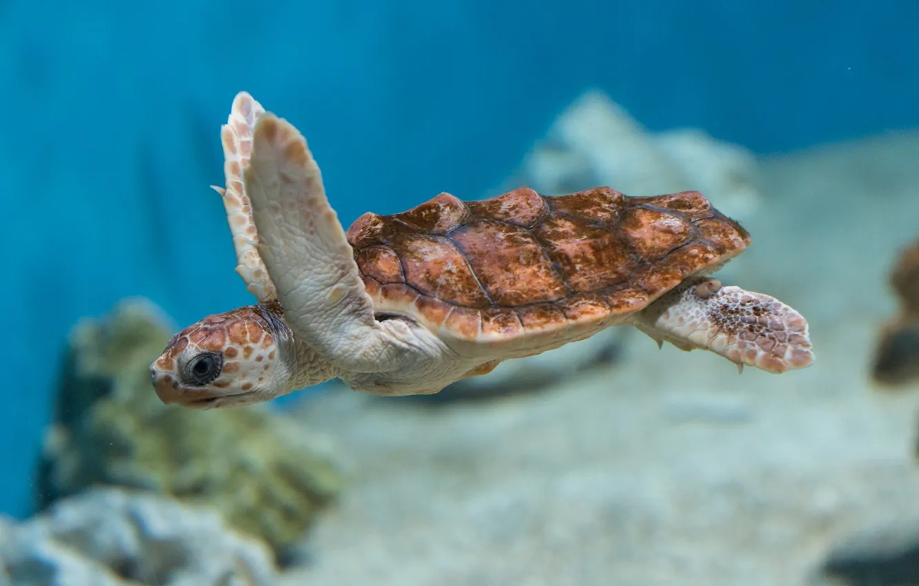 Photo wallpaper sea, water, the ocean, turtle