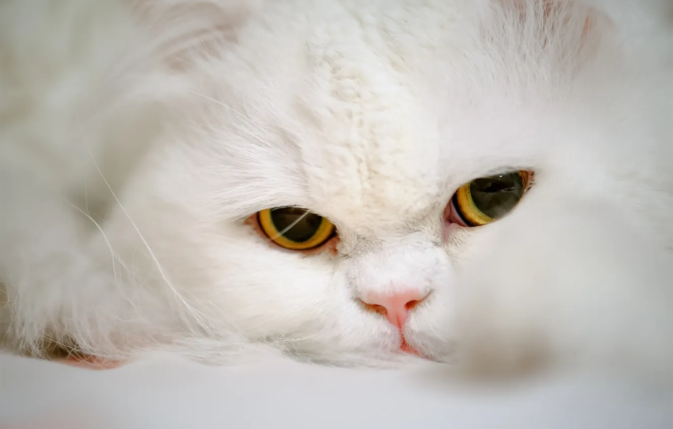 Photo wallpaper cat, eyes, cat, look, muzzle, Persian cat