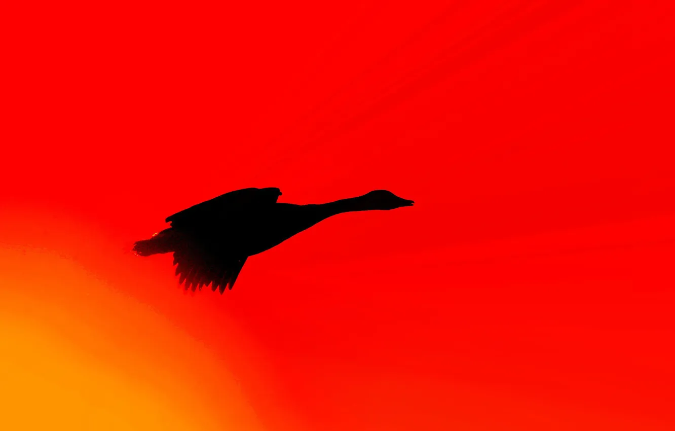 Photo wallpaper bird, wings, silhouette, glow