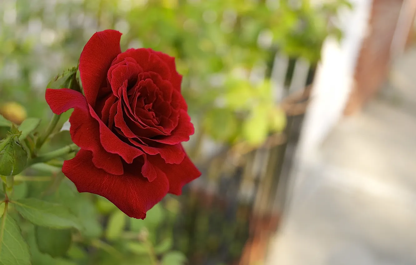 Photo wallpaper flowers, roses, petals