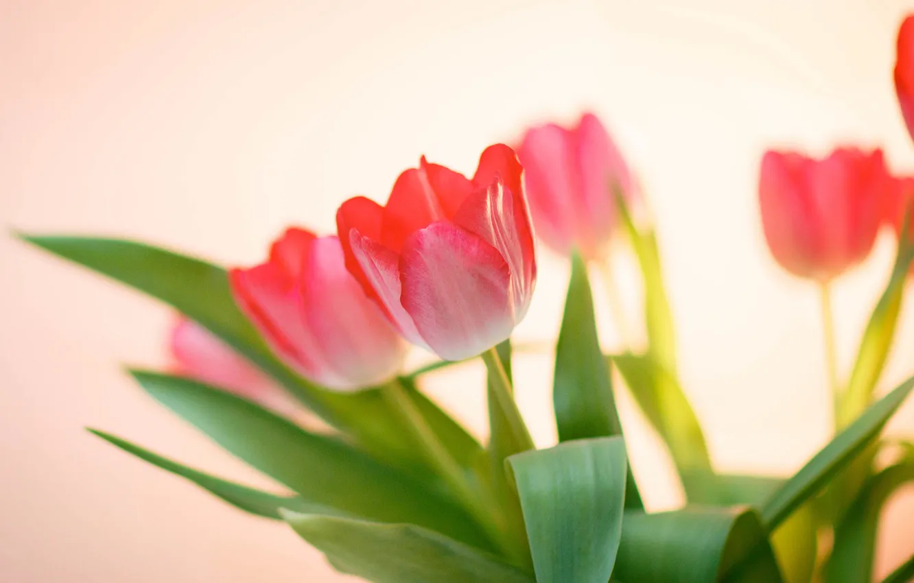 Photo wallpaper macro, nature, tulips