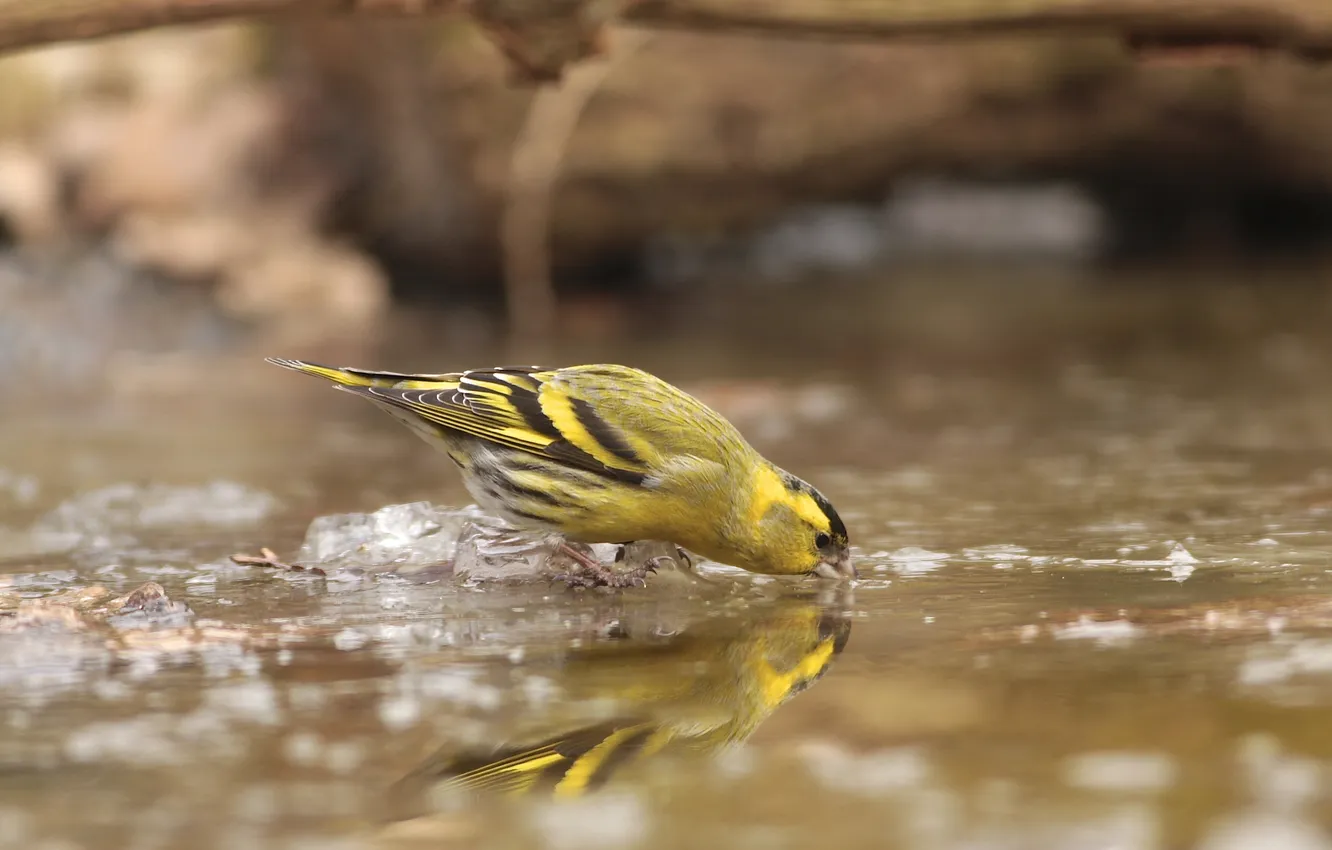 Photo wallpaper ice, water, bird, spring, drinking, Chizh