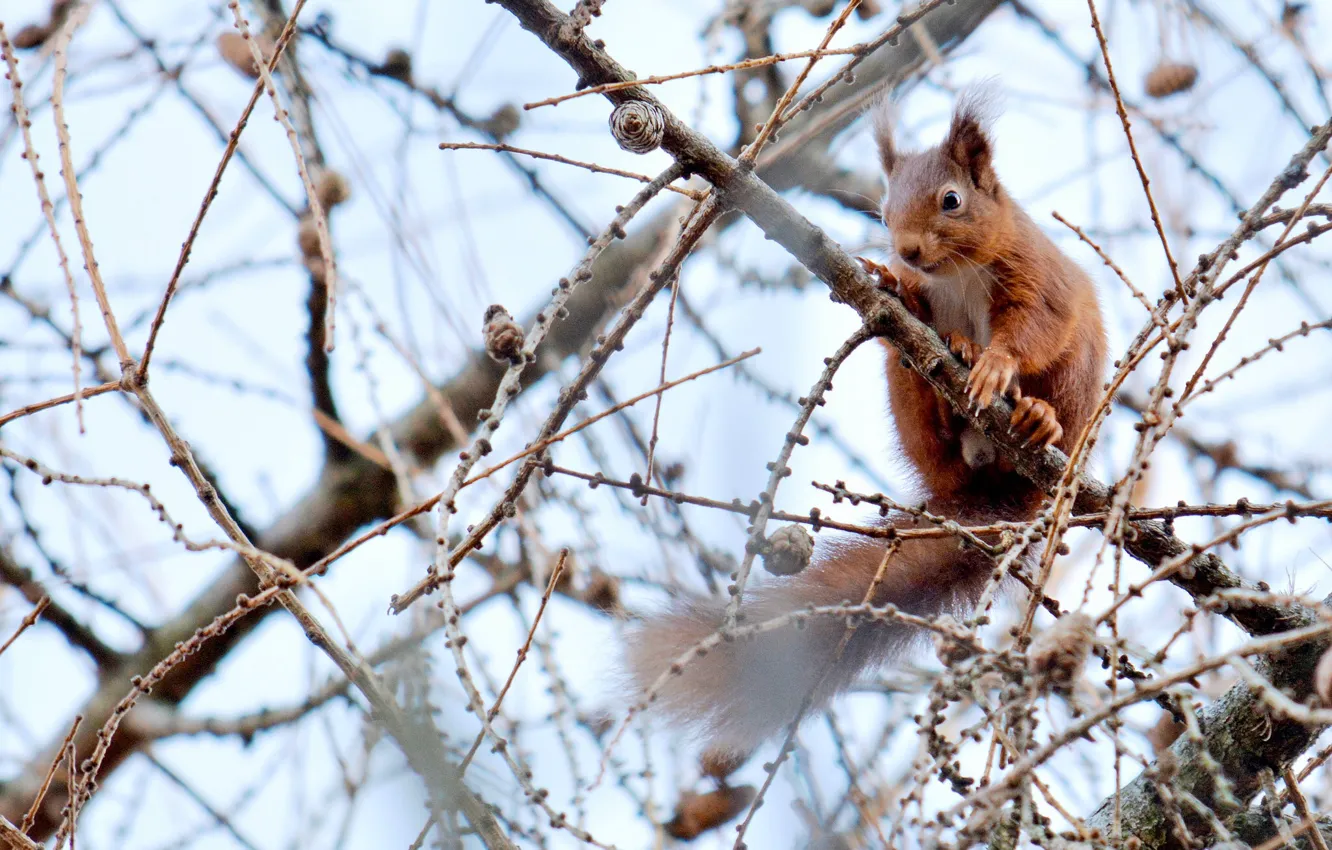 Photo wallpaper branches, protein, red, bumps, on the tree