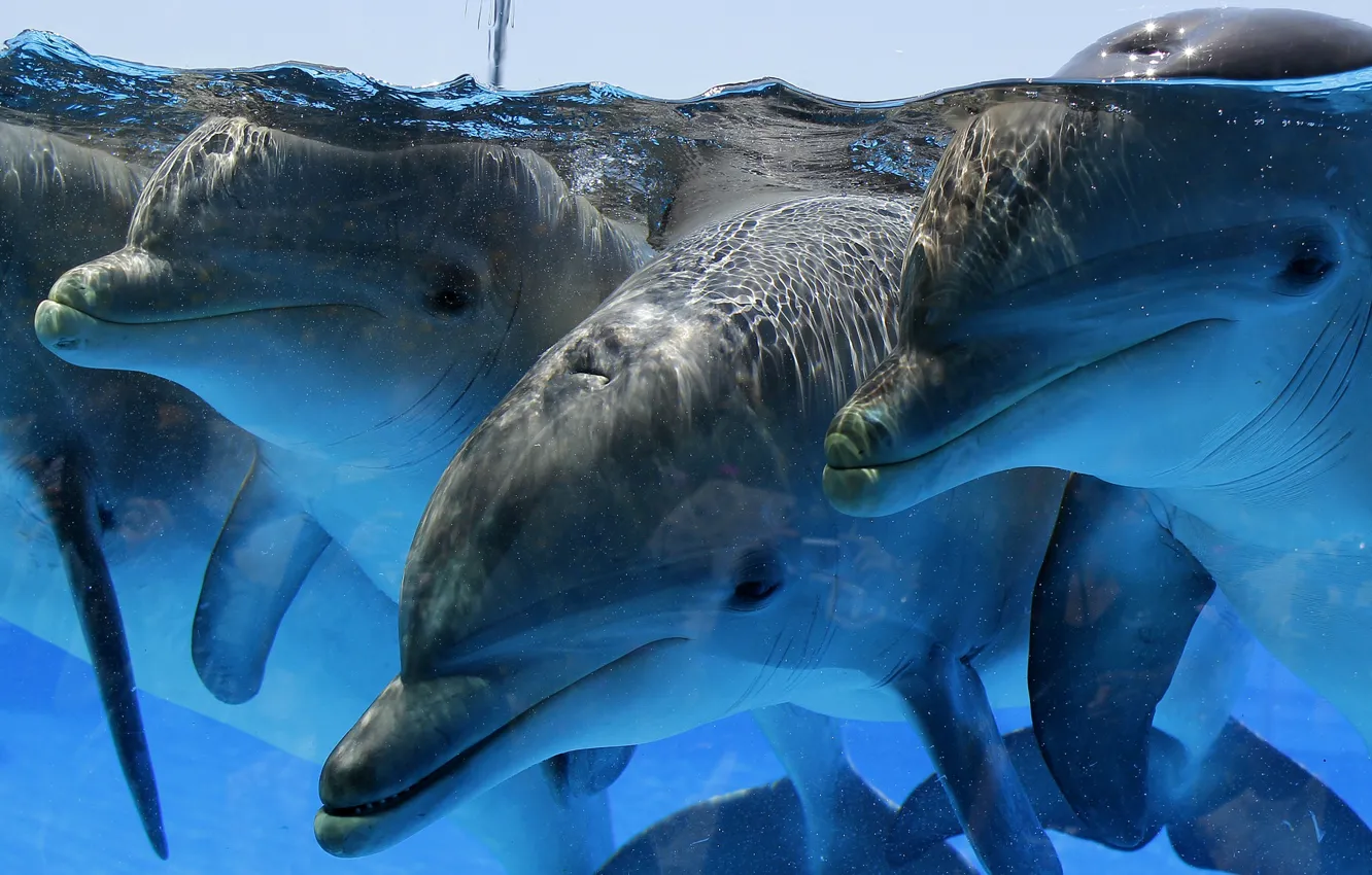 Photo wallpaper sea, dolphins, trio