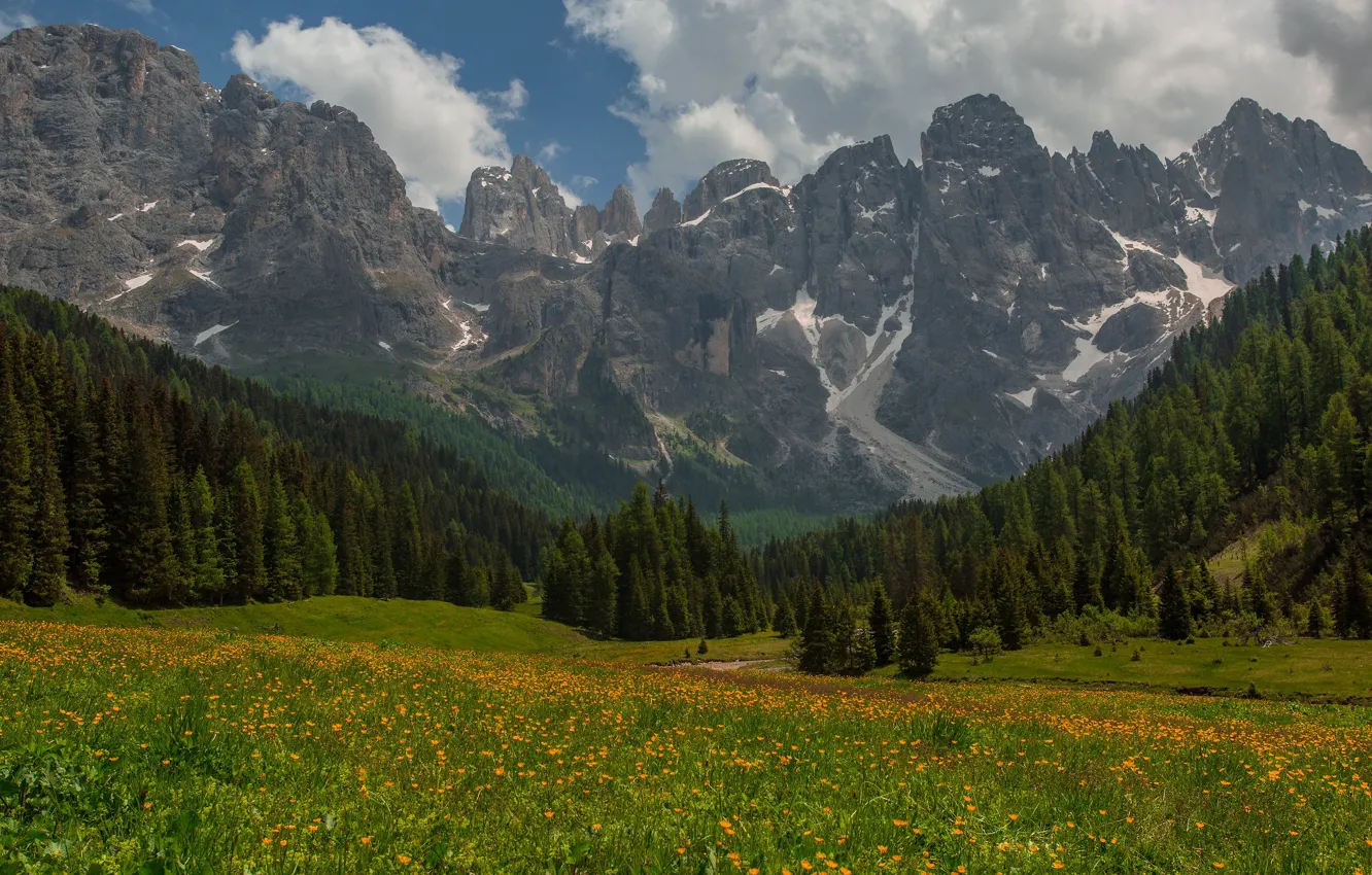 Photo wallpaper field, forest, summer, the sky, clouds, flowers, mountains, orange