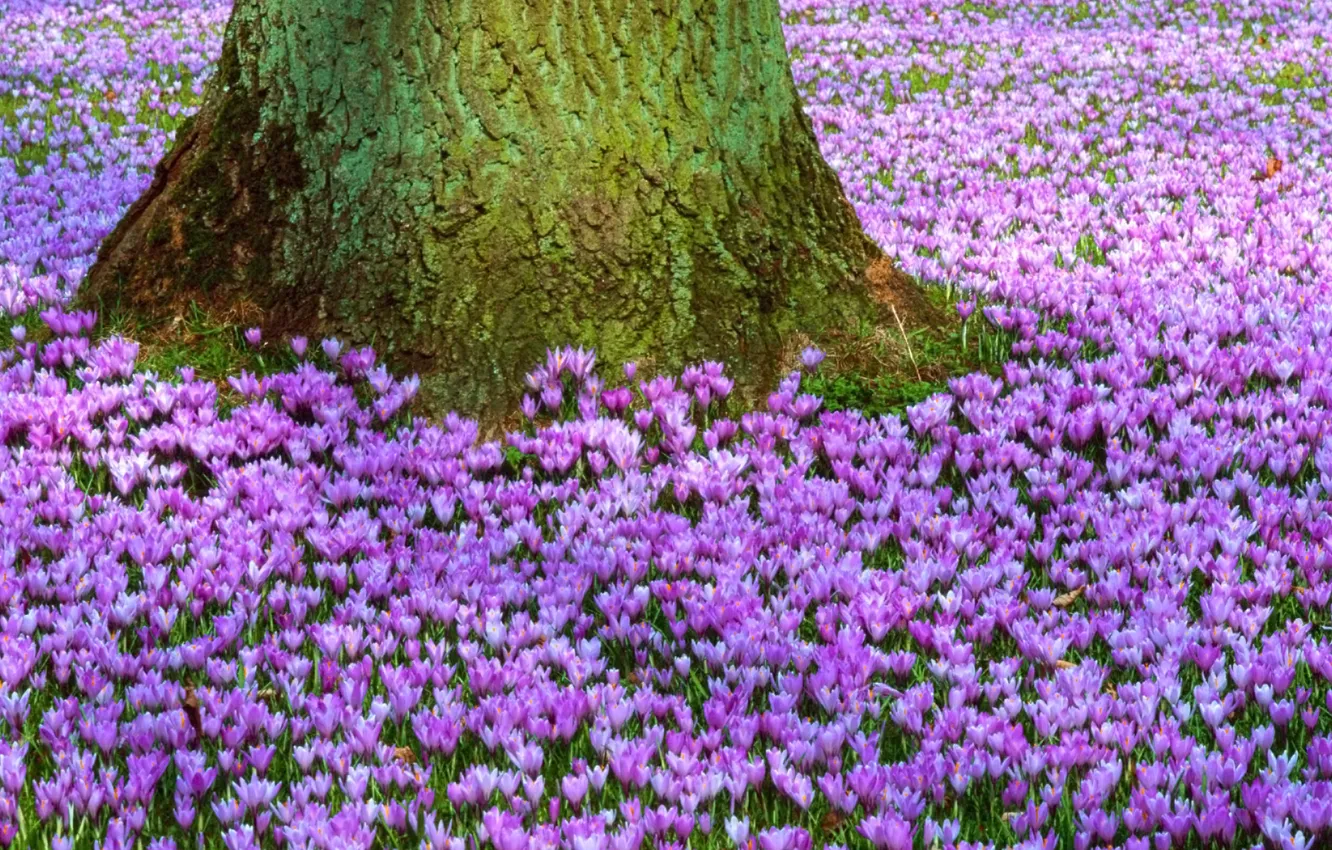 Photo wallpaper flowers, nature, tree, glade, spring, trunk, purple, primrose