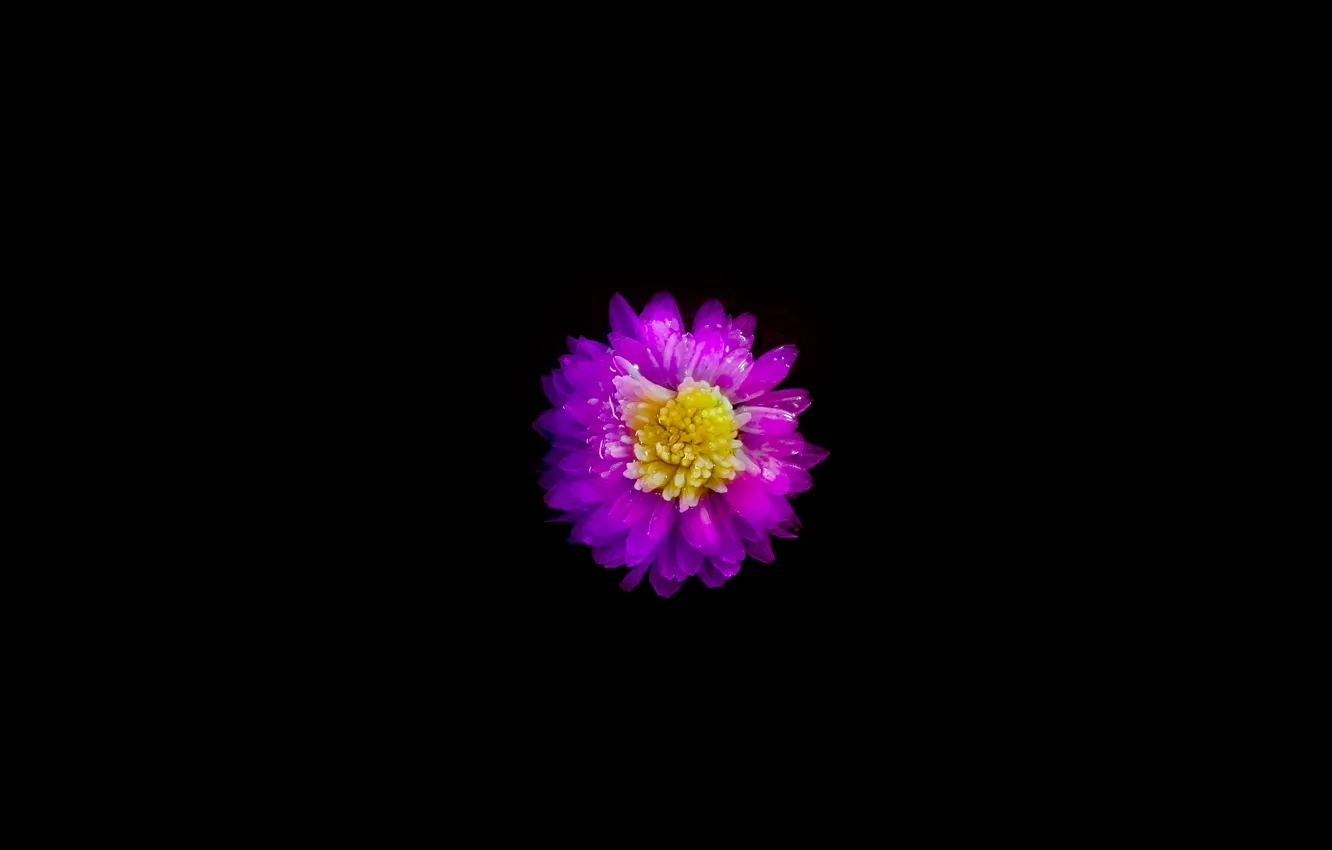 Photo wallpaper flower, nature, night, macro, day, color, december