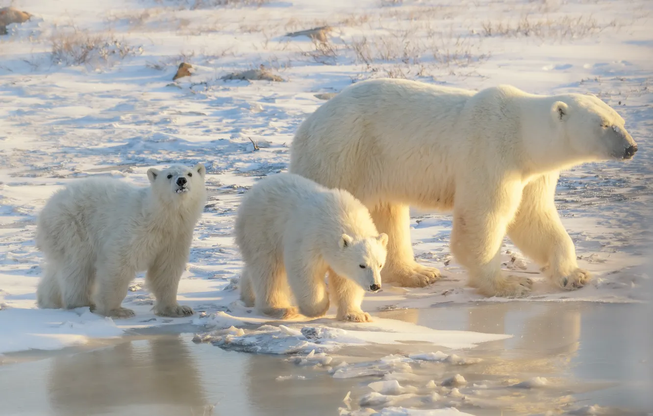 Photo wallpaper snow, nature, bear