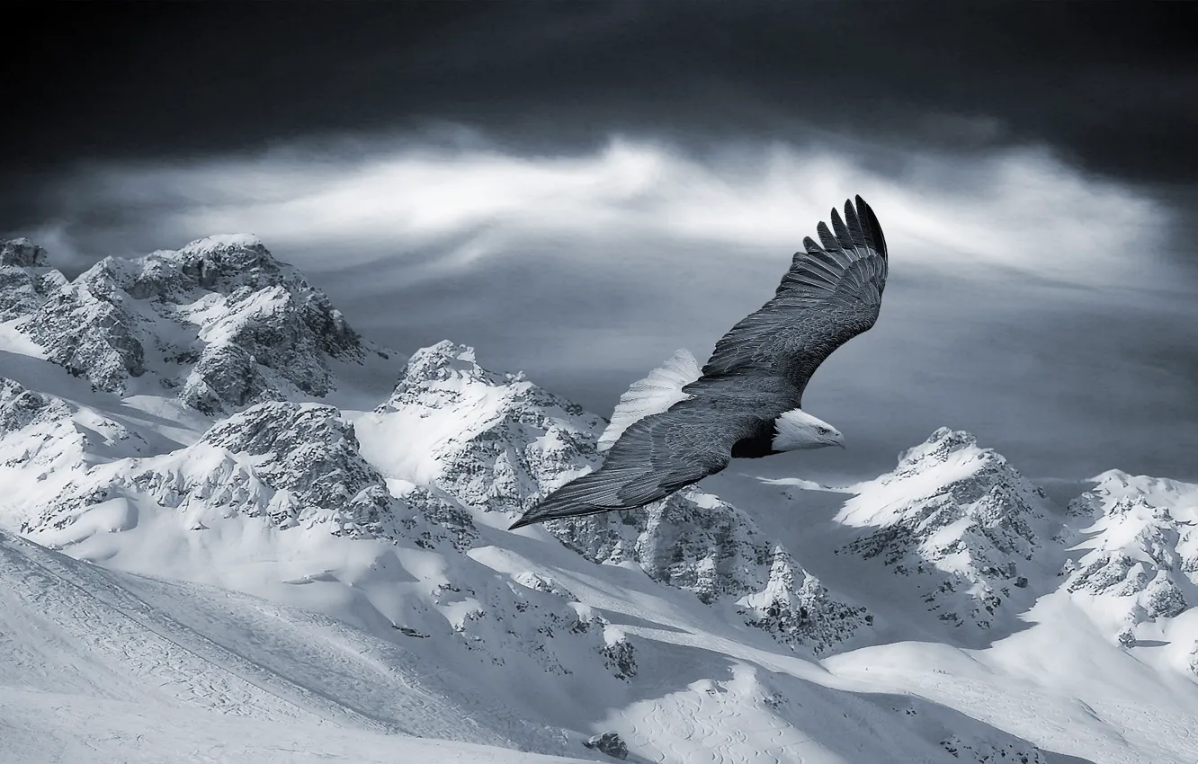 Photo wallpaper winter, snow, flight, mountains, eagle