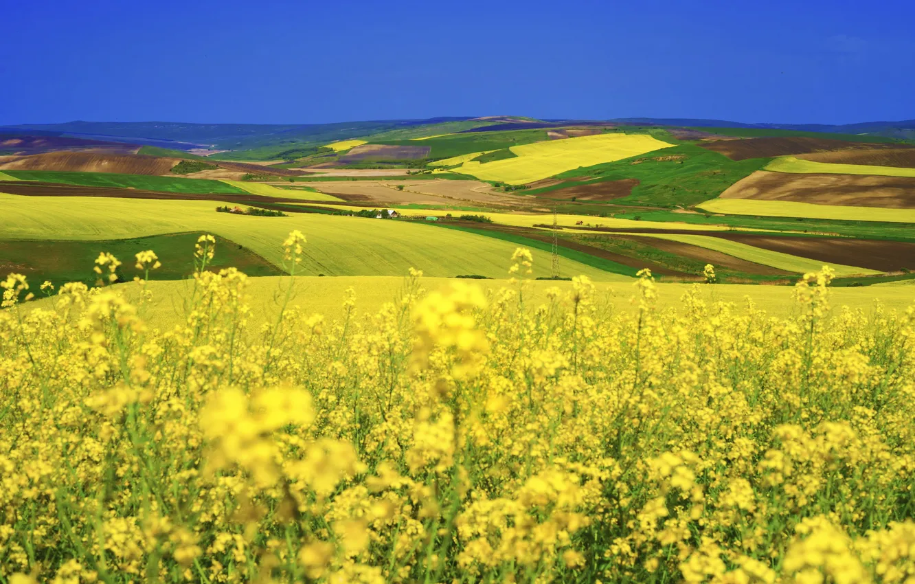 Photo wallpaper field, nature, dal